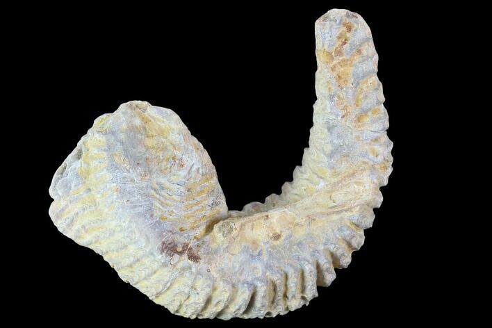 Cretaceous Fossil Oyster (Rastellum) - Madagascar #100336